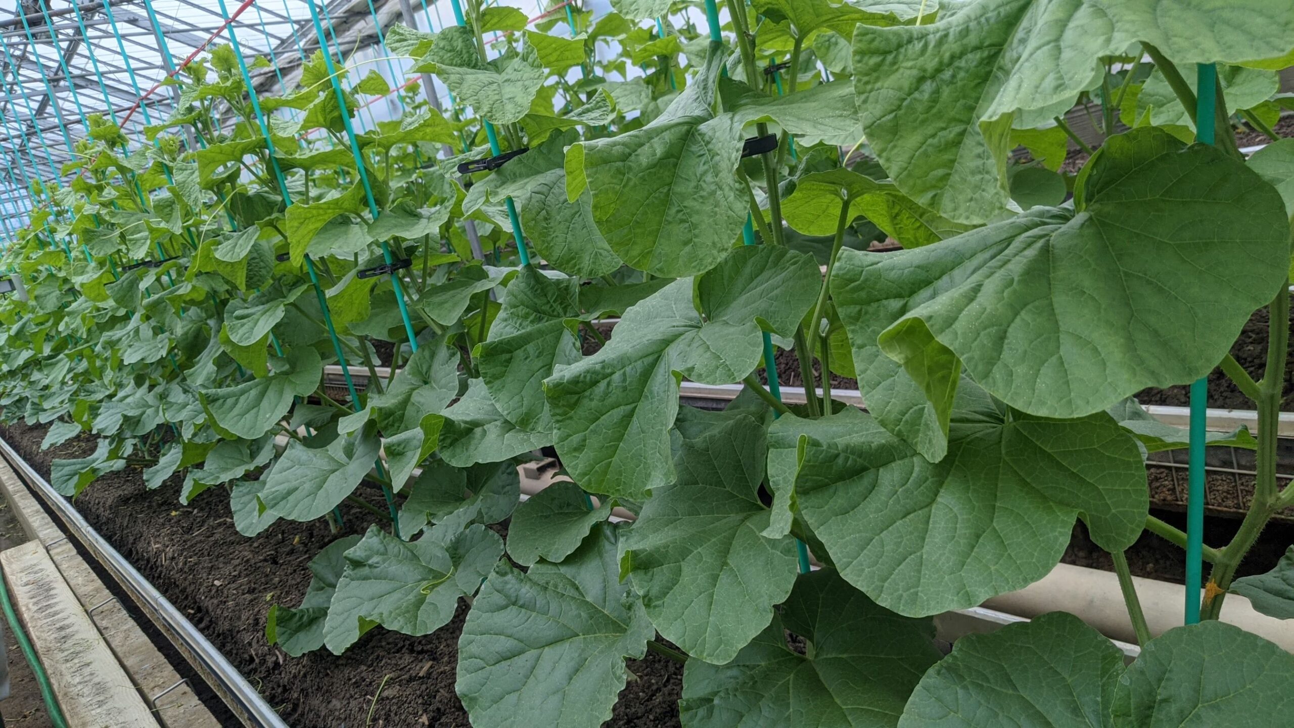 隔離ベッド栽培